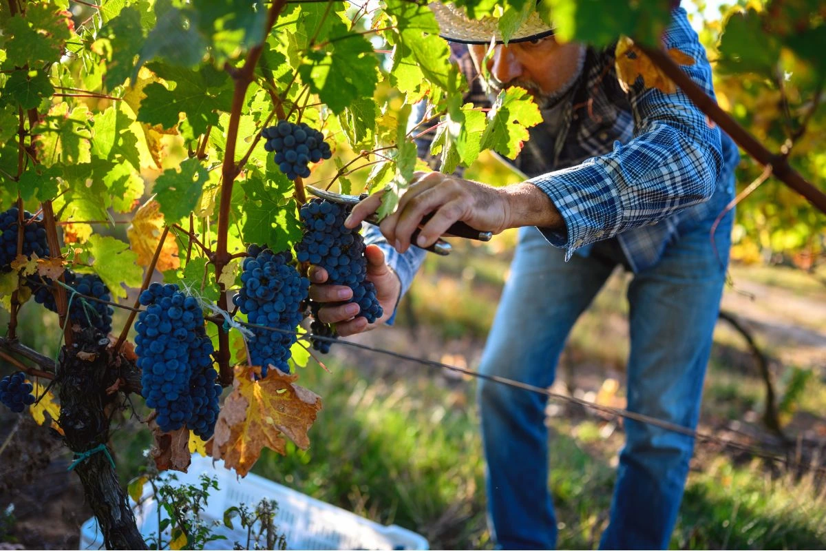 gestione della temperatura durante la vendemmia