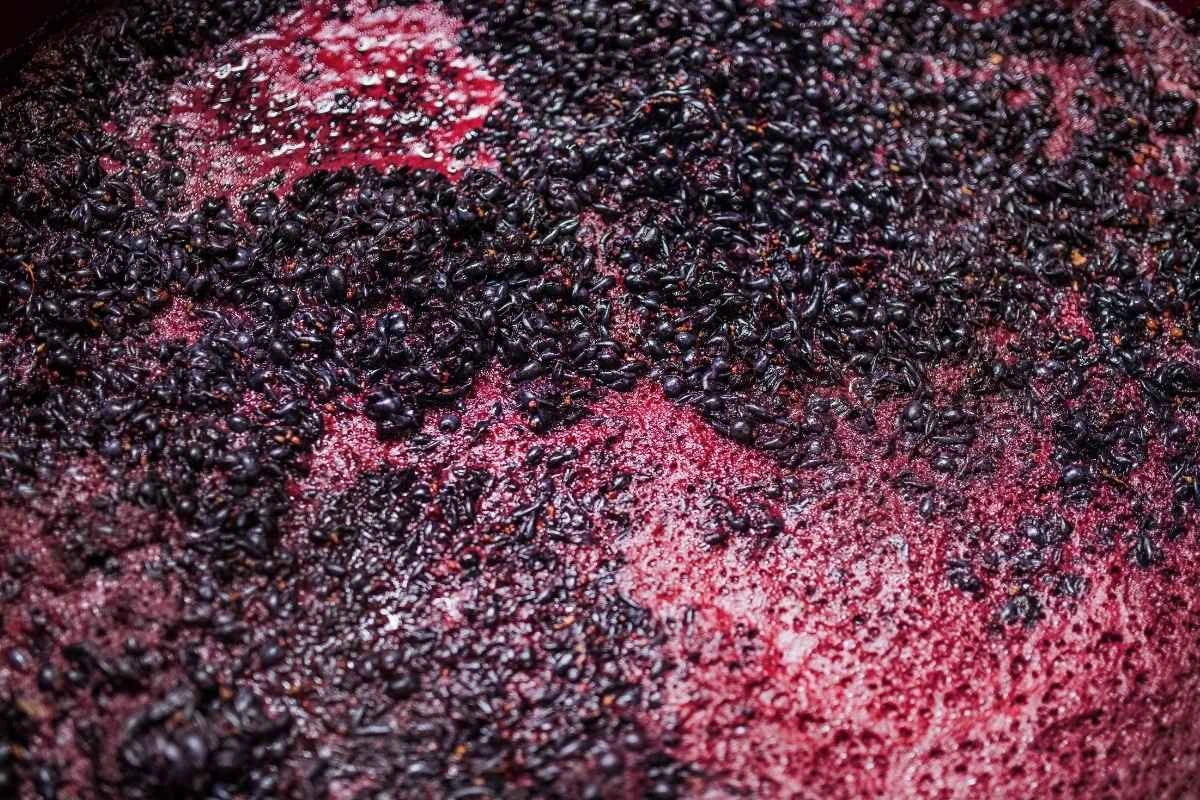 temperatura di fermentazione dei vini: vino rosso in fase di fermentazione
